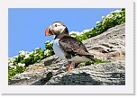 Atlantic Puffin lunni 4938 * 800 x 535 * (368KB)